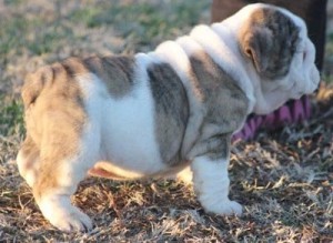 CUTE AND LOVELY ENGLISH BULLDOG PUPPIES FOR GOOD HOMES