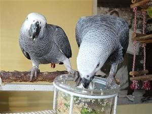 Awesome pair of  African Gray Congo