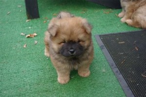 Perfect Quality supper splendid Chow chow puppies