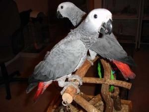 Adorable pair of  African grey parrots