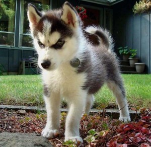 Playful Siberian Husky Puppies For New Homes
