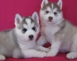 100%Charming Siberian husky Puppies Waiting For Your Love