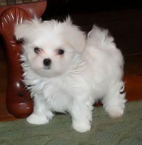 Gorgeous Maltese puppies available for good text (617) 651-3947