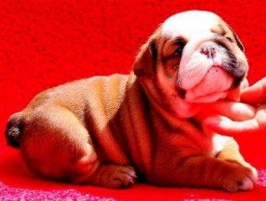 Cutest Lovely English Bulldog Puppies For Adoption. EXas Gift (Free)