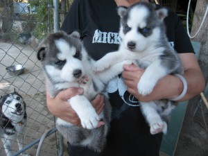 X-mas Male and female siberianhusky puppies ready for any loving and caring home. They are upto date on all their shots. They ha