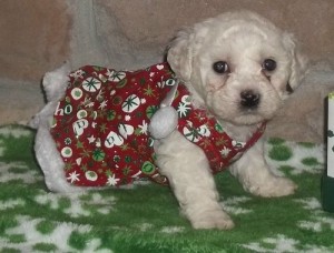 12 weeks old Bichon Frise puppies for your X-mas