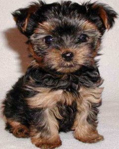 Lovely Doll Baby Face Yorkie Puppies