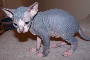 CHARMING CHRISTMAS SPHYNX KITTENS FOR SALE FOR YOUR KIDS IN CHRISTMAS