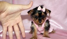 cute T cup yorkie puppies for re homing pls text only at (530) 918-8469
