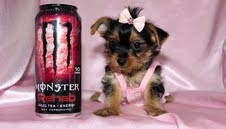 Cute and Adorable Tea Cup Yorkie puppies for adoption