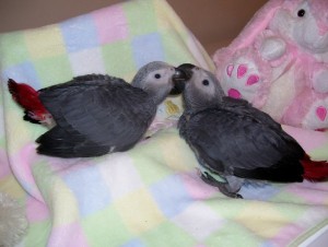 5 Months Old African Grey Parrots and Blue &amp; Gold Macaw Babies.