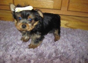 Pure Breed Akc T-Cup Yorkies Puppies  for X-MAS