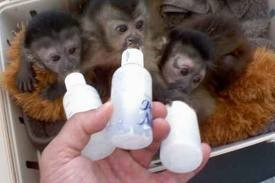 i got some 2 lovely baby capuchin monkeys ready for new loving homes.....