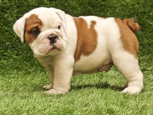 Marvelous English Bulldog puppies For Adoption