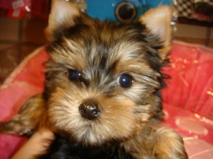 X-MAS Healthy yorkshire terrier Puppies for free adoption