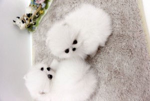 Prettiest white and some sable color Pomeranian Puppies