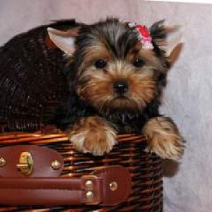 Adorable Cristmas male and female Teacup Yorkie