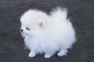 lovely pomeranian puppies for adoption ($200.00)