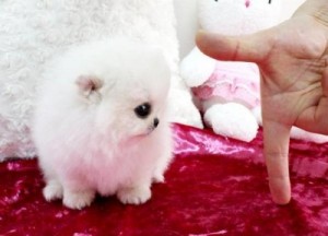 Outstanding pomeranian puppy for new home