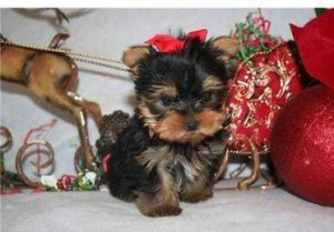 Teacup Yorkshire puppies ready for Xmas