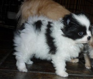 awesome tinny Teacup Pomeranian puppies for your home ready now contact with a valid cell phone number
