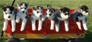 6 Healthy Black And White, Blue Eyes Siberian Husky Puppies