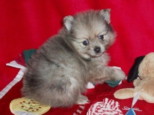 T-Cup Tiny Pomeranian Puppies Available Now