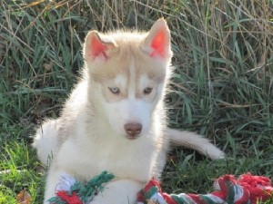 Gorgeous Siberian Husky Puppies for adoption