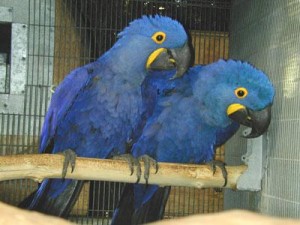 blue macaw  birds for a new home