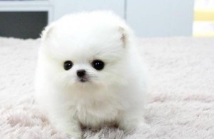 Outstanding  Pomeranian  puppy for new home