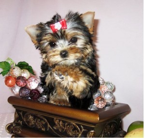 Healthy &amp; Well trained T-cup Yorkies For Christmas