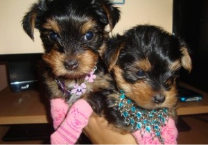 Gorgeous Lovely Tea Cup Yorkie Babies Ready For their new homes
