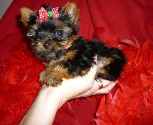 Xmas Yorkie puppies to a lovely family for adoption