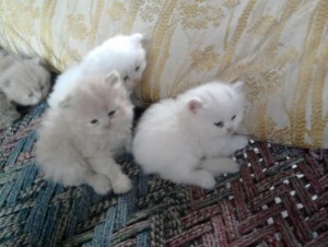Toy Persian kittens ready for Xmas(Christmas new family additions)