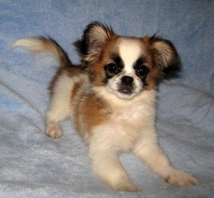 Super Special Papillon puppies for you this Xmas.contact with cell phone number# asap.