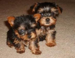 Extremely Cute Tea Cup Yorkie Puppies For Adoption