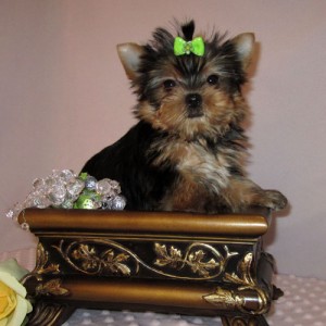 2 baby Yorkie puppies for free adoption.