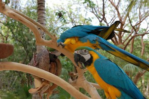 X-MASS GIFTS  BLUE AND GOLD MACAW BEAUTIFUL PARROTS