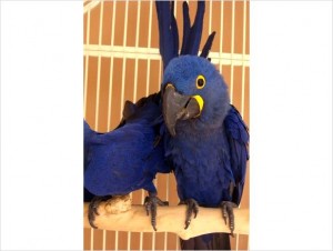 Talking Hyacinth macaws...text me on  (647) 794-7551
