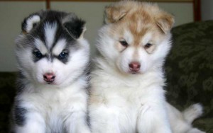 lovely Male and Female Siberian Huskies  puppies