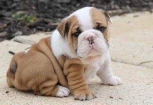 Amazing English Bulldog puppies Ready now for any good and lovely home