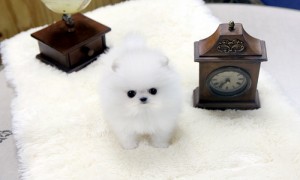 Xmas and New Year Male and Female Teacup Pomeranian Puppies for Adoption.