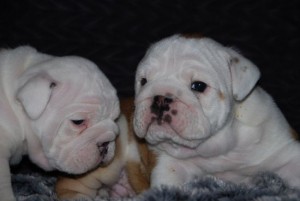 Amazing English Bulldog PuppiesPlease For more info((Text me at 631-532-8903)