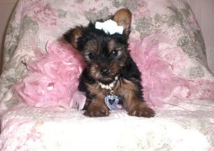 Tea Cup Yorkie Puppies For Adoption is now ready!!!