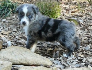 Australian Shepherd Puppies For Sale.