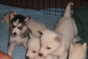 text (413-489-2502) for these cute family husky puppies ready for x-mas