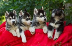TOP QUALITY MALE AND FEMALE BLUE EYES SIBERIAN HUSKY  PUPPIES FOR NEW HOMES/XMAS
