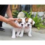 cute and adorable x mas english bulldog  puppies for adoption
