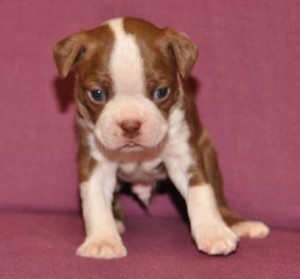 *** Boston Terrier Puppies now for you ***