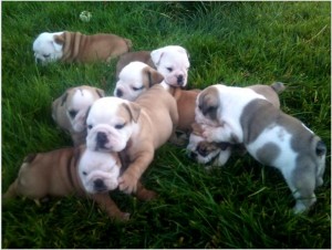 Lovely English Bulldog pups for sale